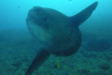 Mola Mola Diving Bali