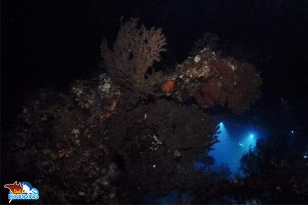 Night-dive-at-Liberty-Shipwreck