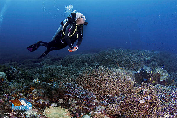 Advanced Dive Course Bali