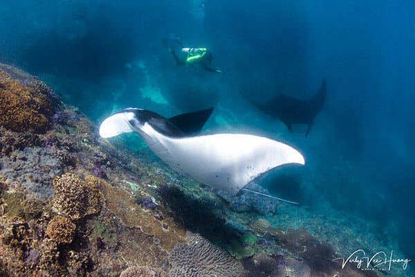 Manta Dive Nusa Penida