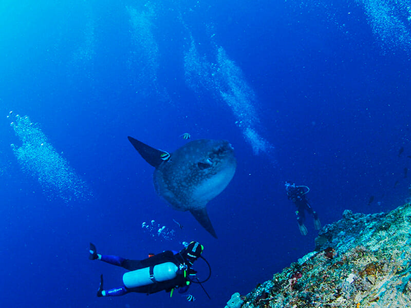 Manta Diving in Bali Nusa Penida Diving Day Trip I Mola Mola Diving
