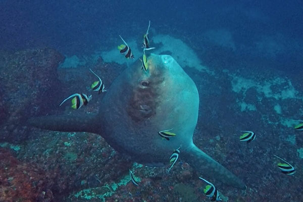 Reading Mola Mola Signs