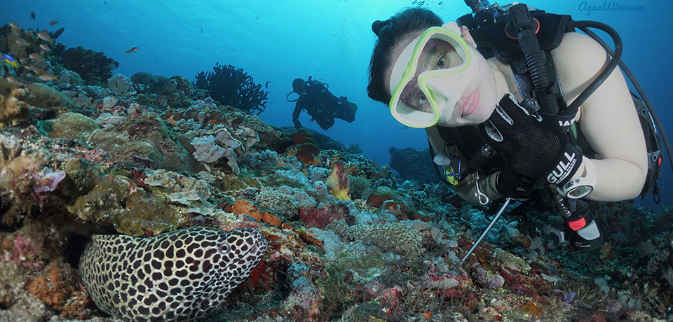 marine life