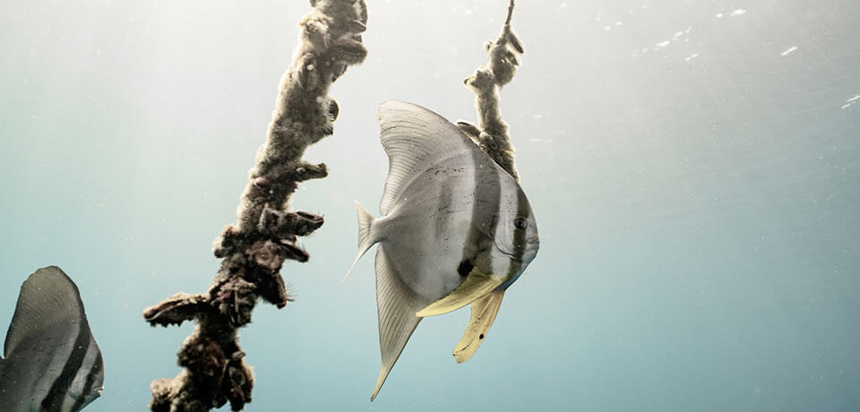 underwater photography