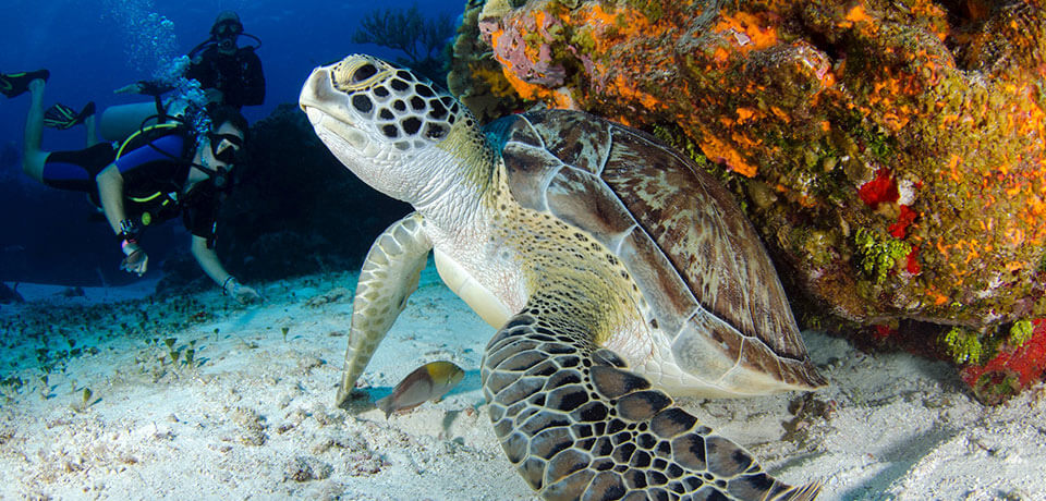 underwater photography