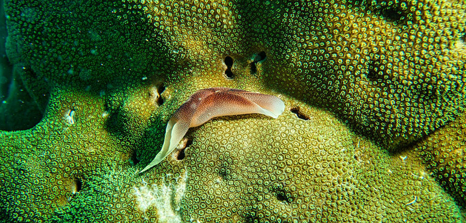 Sea Slug
