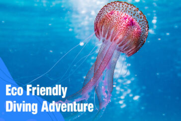Dive Responsibly and Experience Eco Friendly Diving Adventure