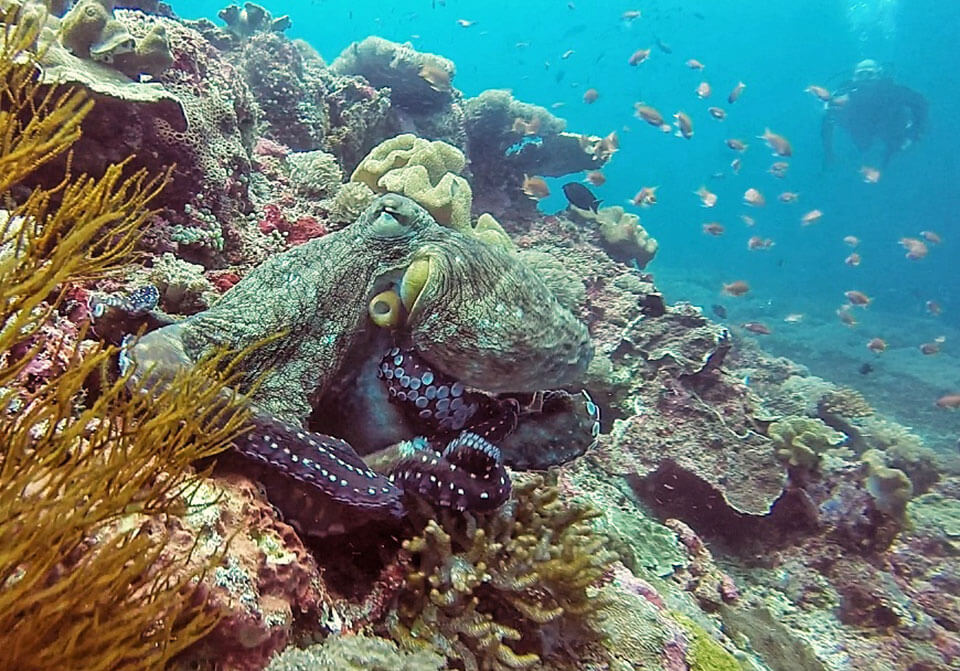 Marine Life in Bali