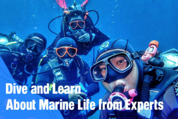 Dive and Learn About Marine Life from Experts