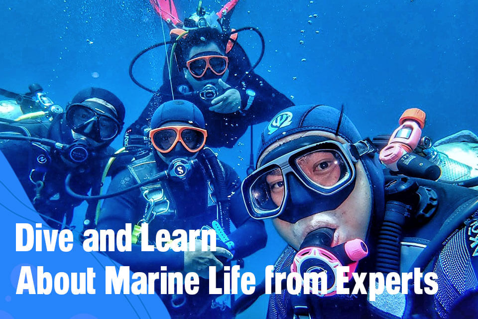 Dive and Learn About Marine Life from Experts Bali FUN Diving