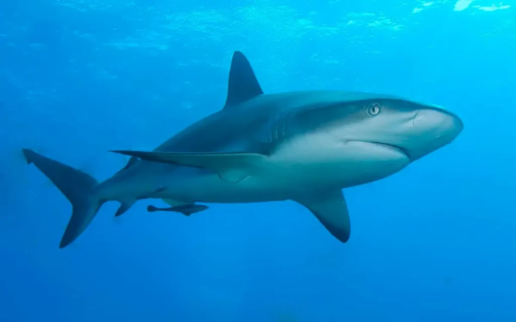 Reef Shark