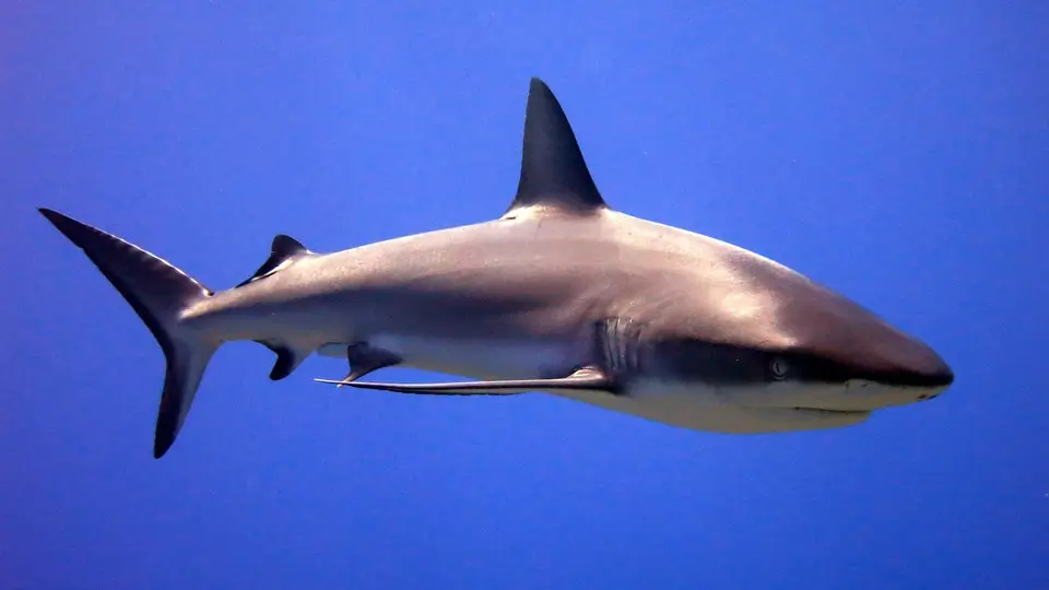 Grey Reef Shark