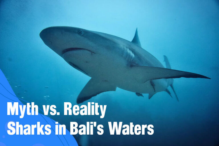 Shark in Bali