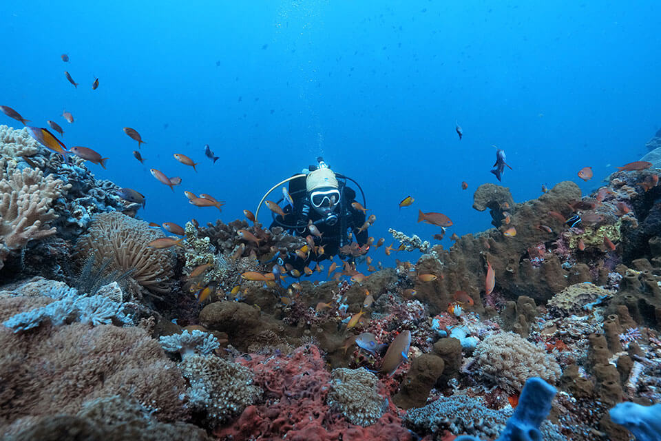 Panduan Pemula untuk Ekosistem Laut Bali