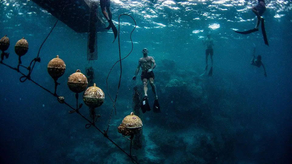 Pearl Farms