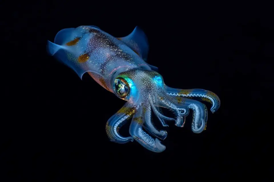 Reef Squid at Bonaire, Caribbean Netherlands