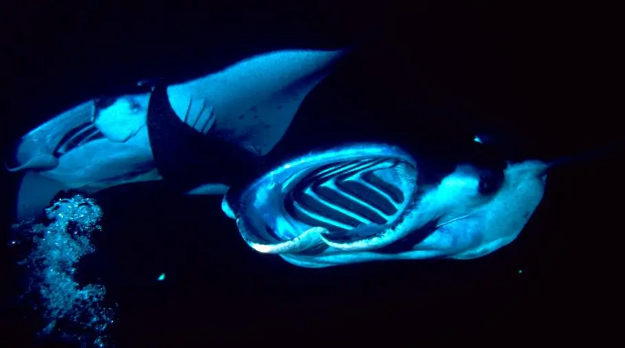 manta rays that feed on plankton