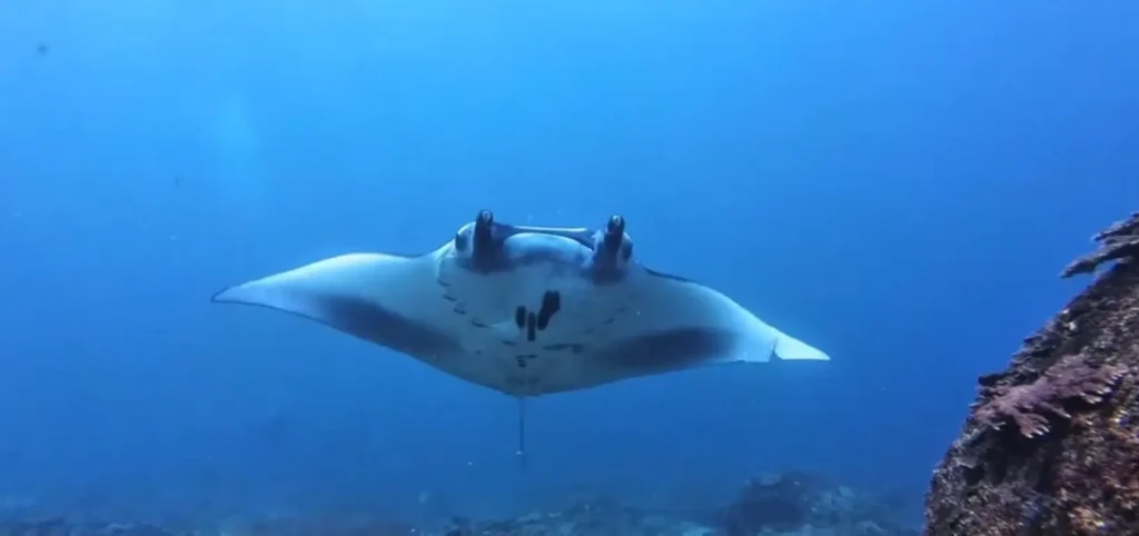 Dive with Manta Ray Bali