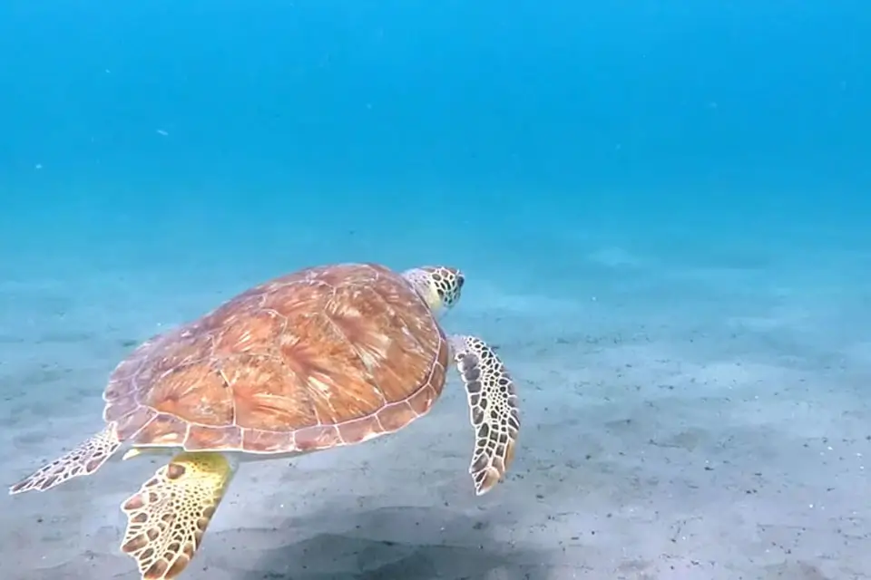 Sea Turtle